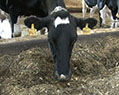 Cow Power
